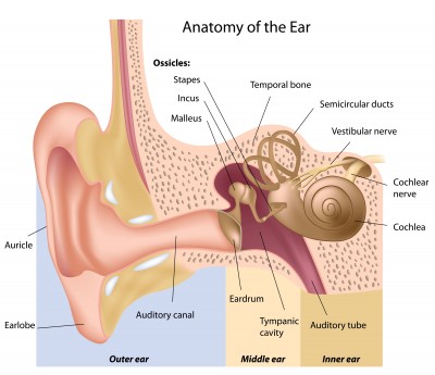 ear1