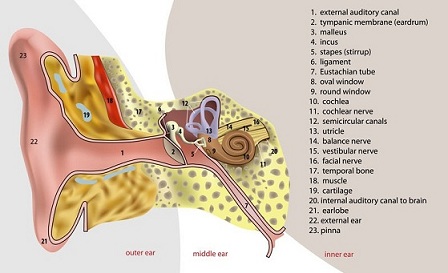 אנטומיה של האוזן